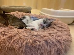 -momokira米努特·德文卷毛猫·棉花面纱犬