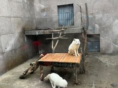 -西安秦岭野生动物园