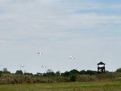 -盐城丹顶鹤湿地生态旅游区