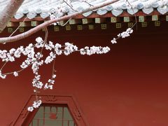 -桃花堤公园