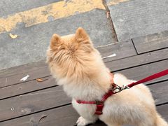 -松池一夏咖啡商铺