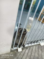 -神奇动物撸宠馆·羊驼·小浣熊·异宠(豫园店)