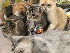 -平行世界·猫咖(首经贸店)