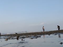 -巨鹏飞梦幻海岸