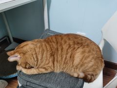 -纳吉亚猫专科动物诊疗中心(蒋宅口分院)