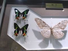 -上海昆虫博物馆