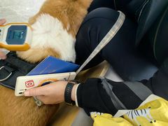 -pd派德宠物中心医院24H急重症·眼科中心·血液透析中心(嵩山北路店)