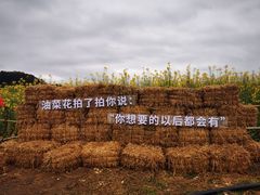 -桑洲油菜花景区