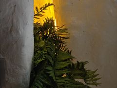 -Sirena海妖日咖夜酒