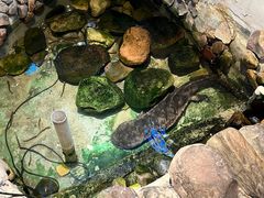 -印象鲵宴·张家界地标美食名片(溪布街店)