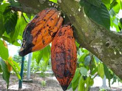 -歌斐颂巧克力小镇