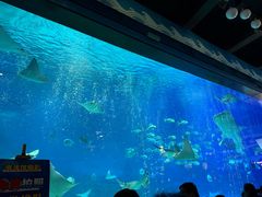 -烟台海昌鲸鲨海洋公园