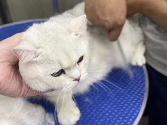 -PETKIT小佩宠物·低压洗护(国顺东路店)