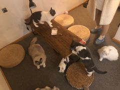 -松果猫咖(桐乡吾悦金街店)