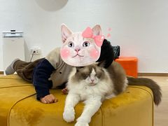 -1013 PET SHOP精品宠物商店(丁香店)