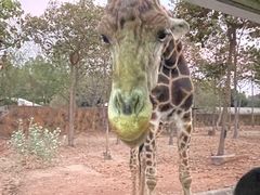 -清迈夜间动物园