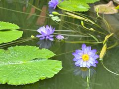 -国家植物园南园