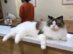 -滚猫咖啡·猫咖·猫友好撸猫(未来城店)