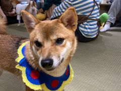 -逗柴咖啡屋·狗咖猫咖宠物桌游