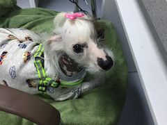-达爱动物医院·犬猫分区·CT·复杂眼科(远洋山水分院)