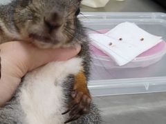 -爱诺耐芙动物医院(万博店)