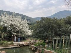 -树山生态村