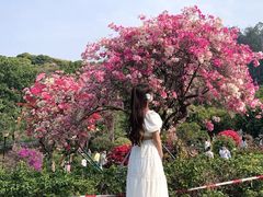 -东莞植物园