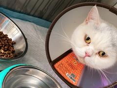 -安安宠医·安宠宠物医院