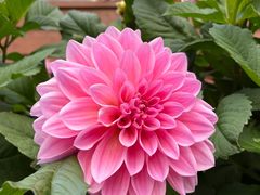 -四姑娘山阿巴郎·藏式花园餐厅