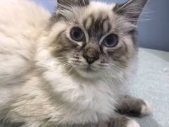 -喵的天空名猫咖啡馆·撸猫·猫舍·用品