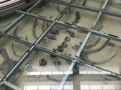 -中国地质大学逸夫博物馆