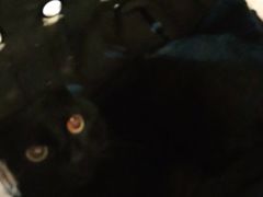 -宠爱国际动物医院·消化内科·心肾内科·ISFM猫友好(望京店)