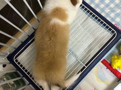 -艾贝尔宠物医院·24H转诊中心·肿瘤猫专科(江宁双龙店)