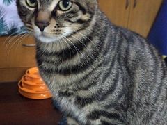 -诺比宠物医院心脏内科·泌尿肾内外科·骨科急重症