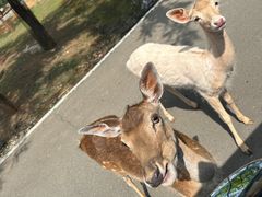 -秦皇岛野生动物园