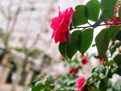 -思南公馆商业街