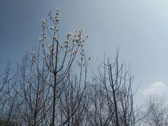-洋湖国家湿地公园