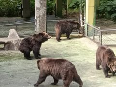 -深圳野生动物园