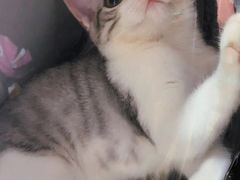 -瑞鹏宠物医院·骨科·猫科·内科(第一中心)