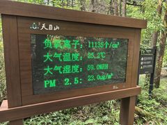 -天目山大树王景区