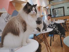 -滚猫咖啡·猫咖·猫友好撸猫(未来城店)