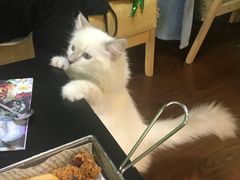 -李小姐の猫咖啡馆(五角场店)