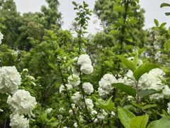 -东湖磨山景区