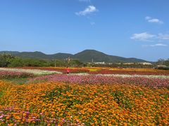 -亚龙湾国际玫瑰谷