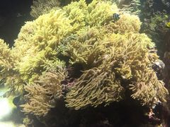 -迪拜水族馆及水下动物园