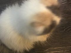 -吉丁鸟咖·异宠·寄养