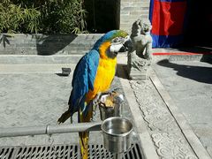 蓝黄金刚鹦鹉-那家小馆•北京菜•烤鸭(中关村店)