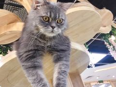 -猫和宫(六道口店)