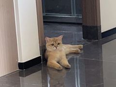 -lincat·猫舍(广州店)