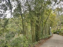 -深圳龙潭公园